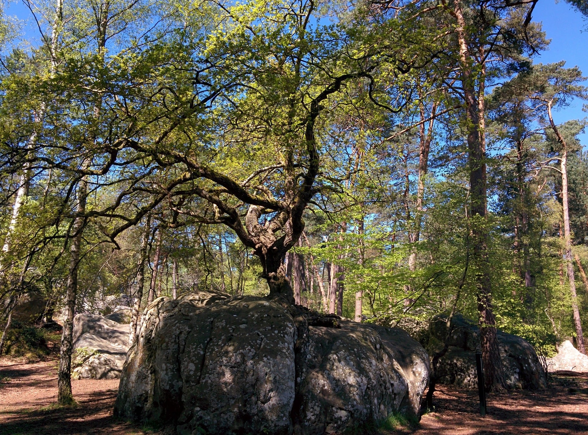 Protéger et faire connaître la forêt de Fontainebleau