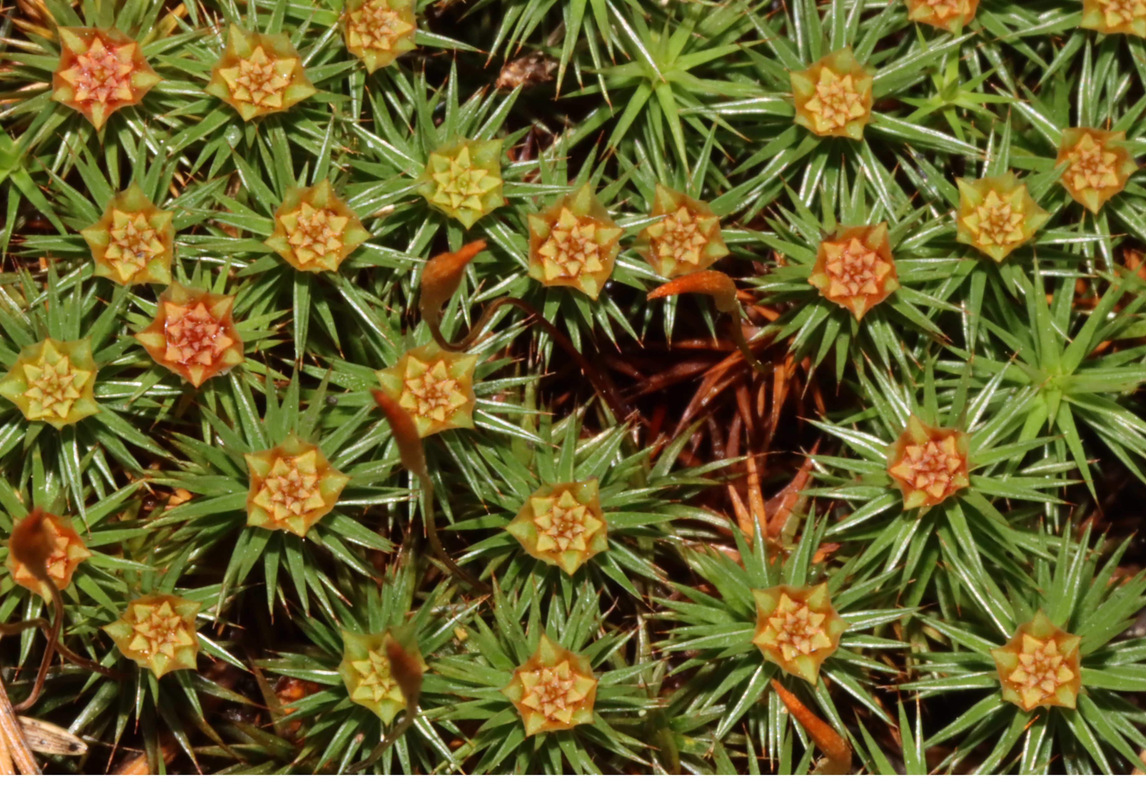 Balade botanique au Rocher Canon