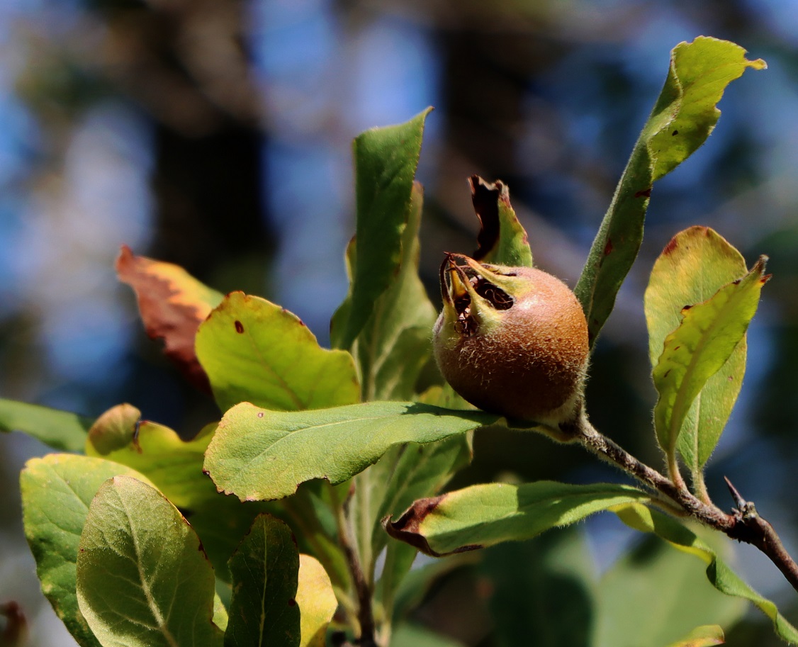 Balade botanique de la fleur au fruit