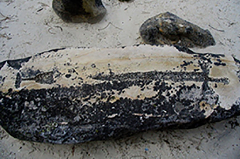 Diversité de l’art rupestre au Rocher des Potets.